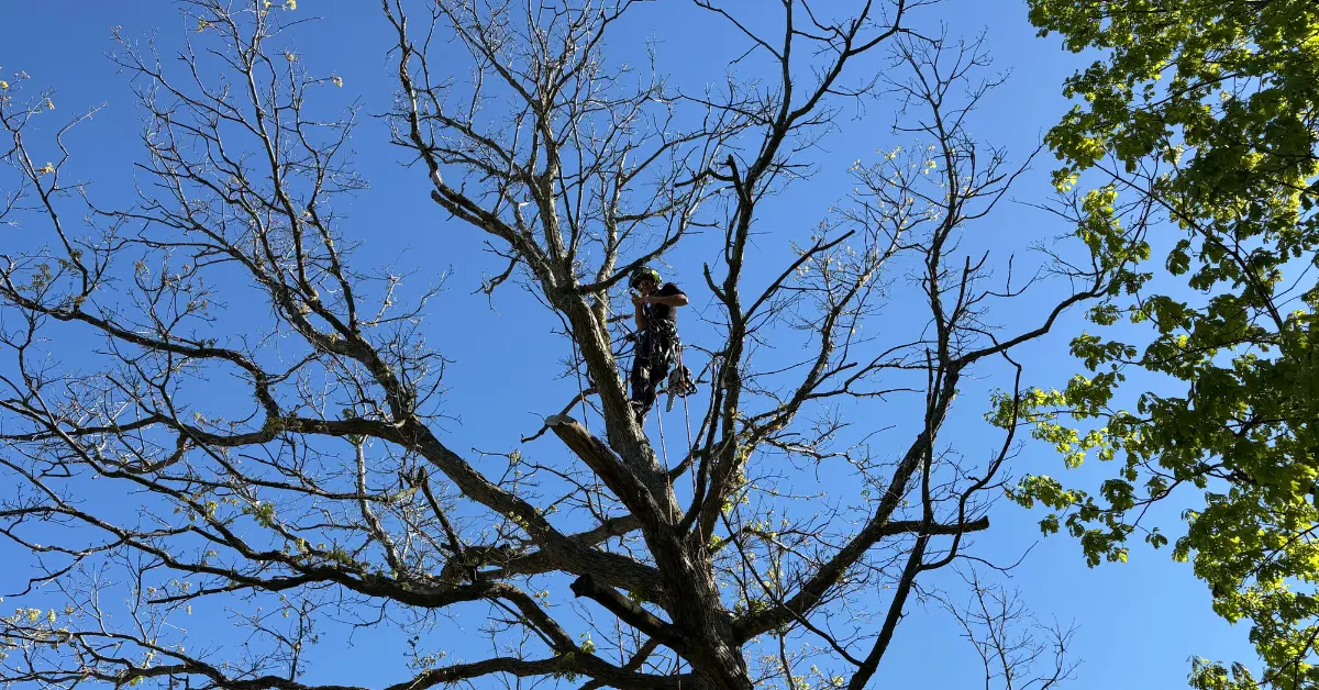 A climber in full safety gear roped into a large dead tree, its bare branches spread against a clear blue sky, ahead of removal.