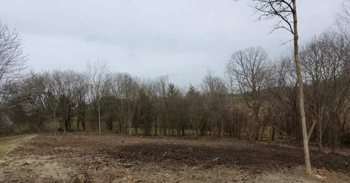 A cleared lot bordered by leafless trees, the bare ground covered in wood chips and debris left from clearing work.