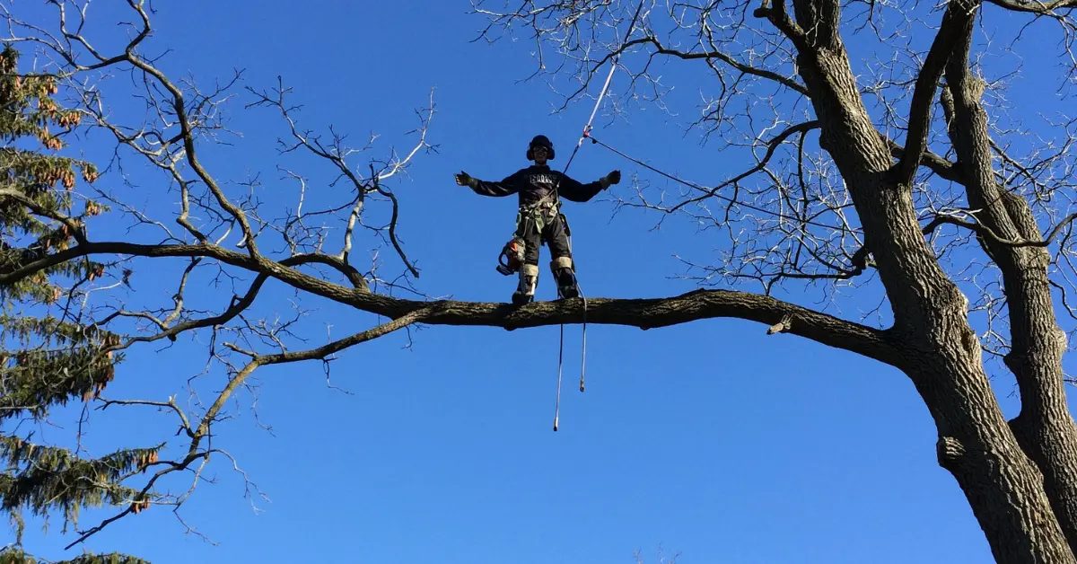 A Sharpe Tree Service worker in a safety harness roped into a large bare tree during a tree removal in Southwestern Ontario, against a clear blue sky.