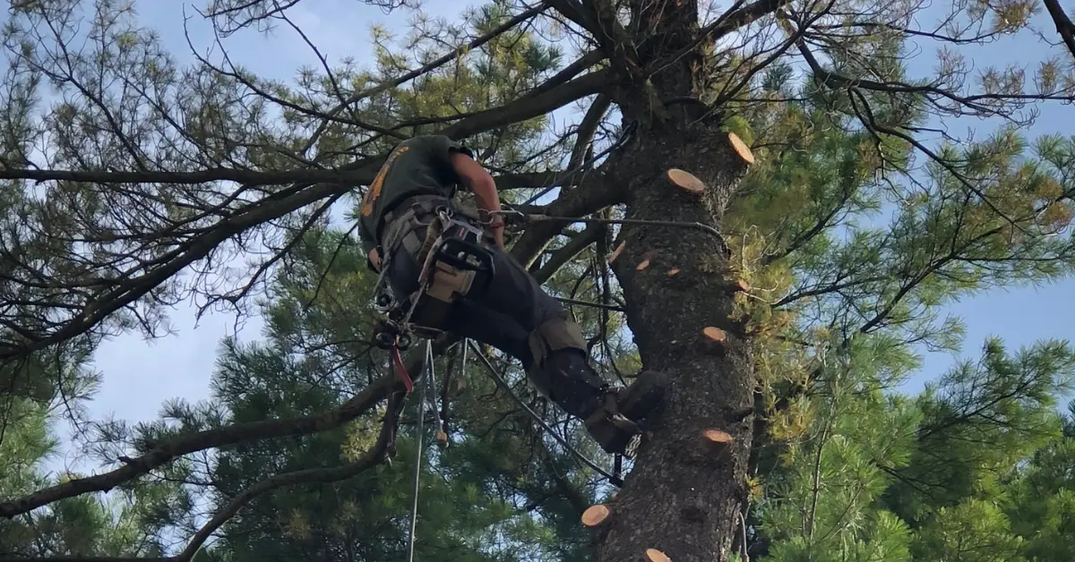 A Sharpe Tree Service climber in a harness pruning large branches from a tall tree in Southwestern Ontario, cut limbs visible throughout the canopy.