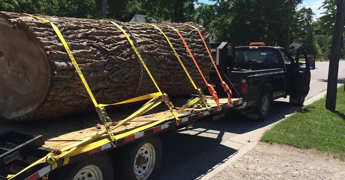 A large felled tree log is strapped to a yellow flatbed trailer with heavy yellow and red tie-downs, towed by a black pickup truck through a residential neighborhood.