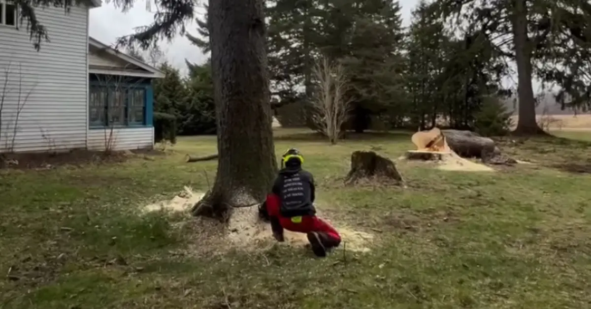 A worker in high-visibility gear clearing freshly cut stumps and logs during a lot clearing job by Sharpe Tree Service in Southwestern Ontario.