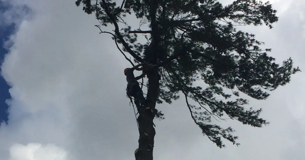 A Sharpe Tree Service climber roped high on a tall tree trunk during 24/7 emergency tree service in Southwestern Ontario, against a partly cloudy sky.