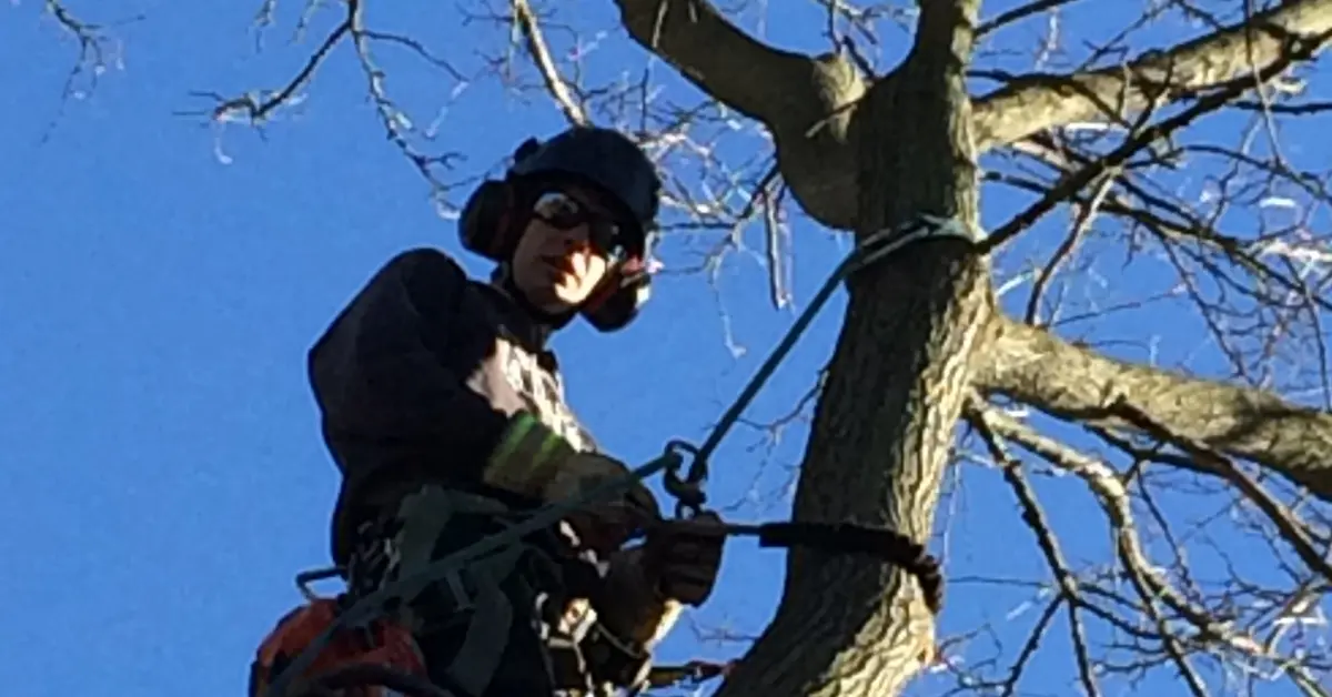 A Sharpe Tree Service worker in winter safety gear using a chainsaw to trim branches on a bare tree against a clear blue sky.