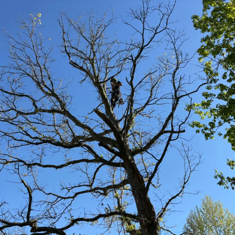 A tree worker in climbing harness prunes the upper branches of a large deciduous tree against a clear blue sky.