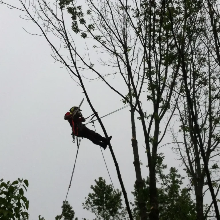 A tree service worker suspended from safety ropes and wearing protective gear climbs a tall tree for trimming operations. Multiple mature deciduous trees with bare and partially leafed branches surround the work area under overcast conditions.