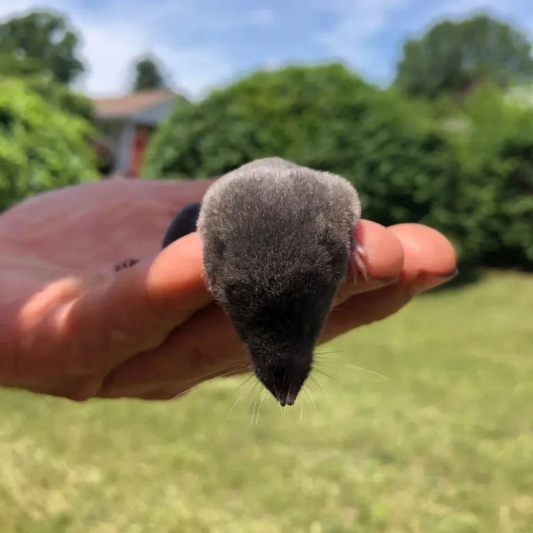A black bird held in a person's hand, displaying its head and beak, with a residential property and green hedges visible in the background.
