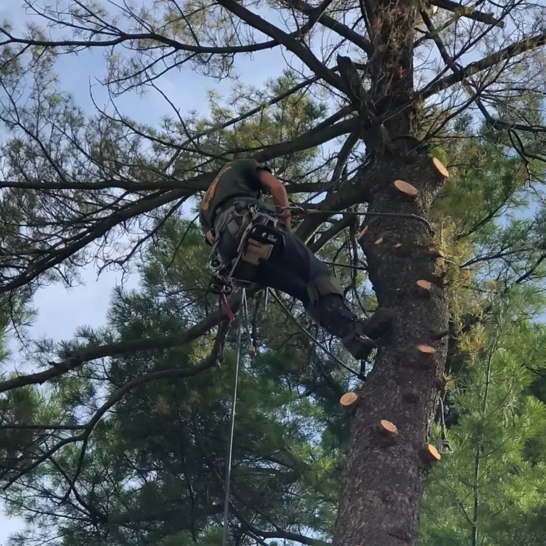 An arborist suspended in a safety harness and rope system performs branch trimming and removal work in a large tree, with fresh cut marks visible on the trunk and major limbs.