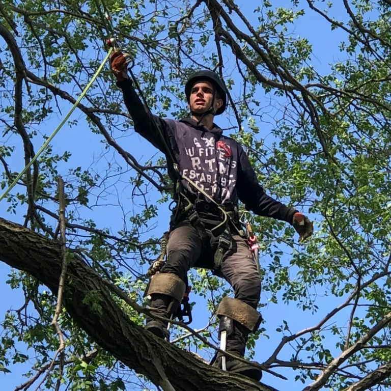A tree service climber secured with a safety harness and rope prunes branches high in the canopy against a clear sky.
