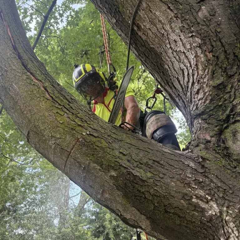 A worker in a safety helmet and high-visibility vest climbs a large tree branch using a harness and ropes to perform trimming work.