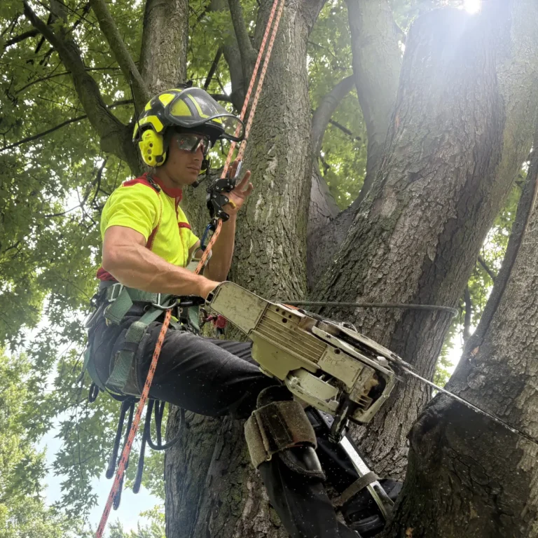A tree worker in high-visibility safety gear operates a cutting tool while suspended by ropes in the thick branches of a mature tree. The worker wears a protective helmet, harness, and climbing equipment.