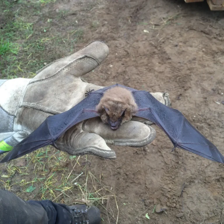 A bat with dark spread wings is held in gloved hands above bare soil in an outdoor setting.