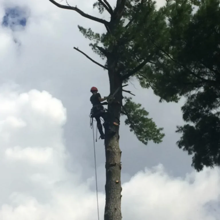 A rope-secured arborist in a red helmet climbs a tall tree trunk using safety equipment and ropes to perform pruning work. Multiple thick branches with green foliage extend from the upper sections of the tree against an overcast sky.