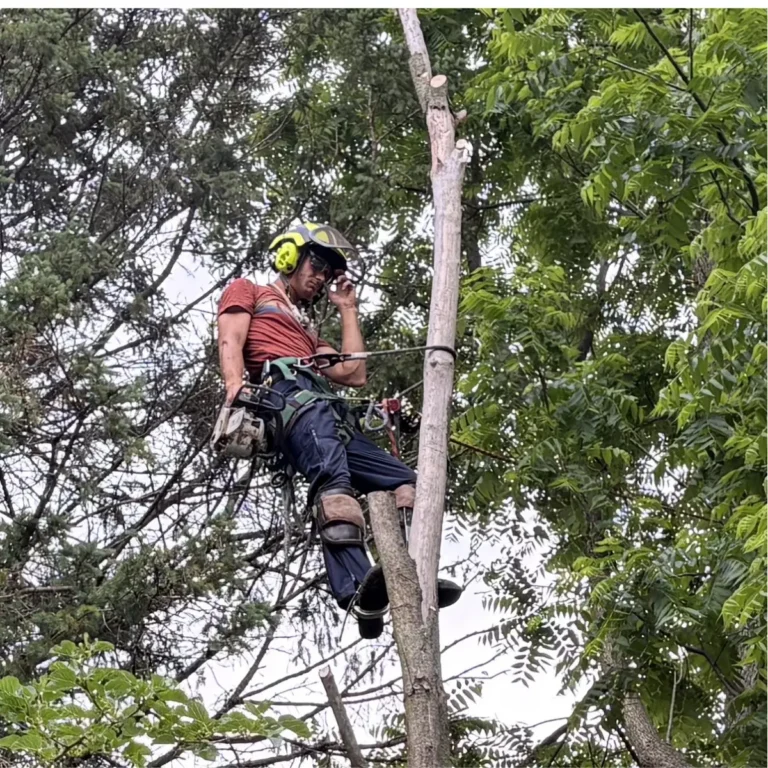 A worker wearing a yellow hard hat and safety harness climbs a tree trunk using ropes and climbing equipment, surrounded by dense green foliage.