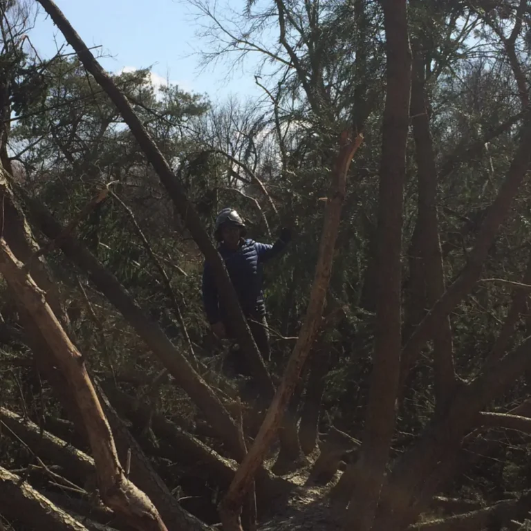 A worker in hard hat and protective gear stands amid fallen trees and debris during land clearing work in a densely wooded area.