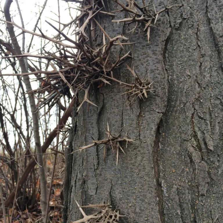 Bare, brown branches protrude from a thick tree trunk with textured grayish bark, appearing dormant or dead in a wooded setting.
