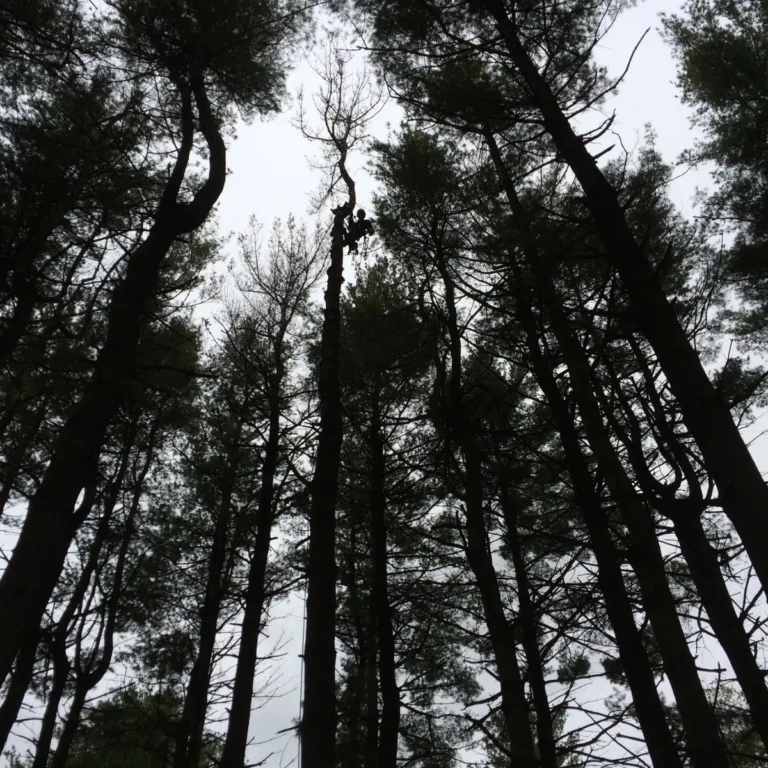 A worker wearing climbing gear and safety harness ascends a tall tree in a forest setting, shot from below looking upward through the surrounding canopy.