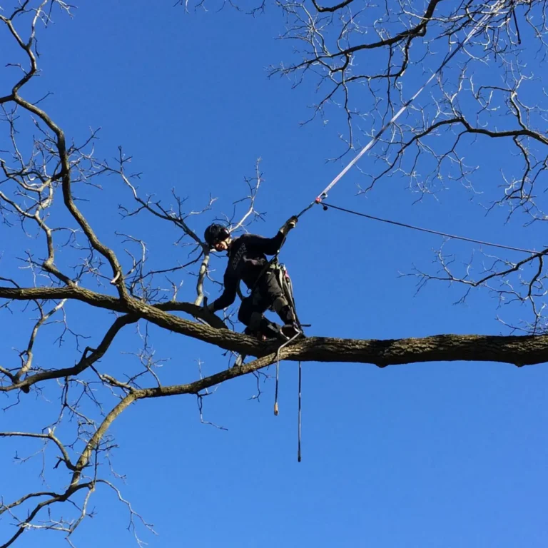 A tree service worker secured by a rope harness performs trimming operations on a leafless tree branch against a clear sky. The worker wears protective gear and uses an extended reach tool to access branches from an elevated position.