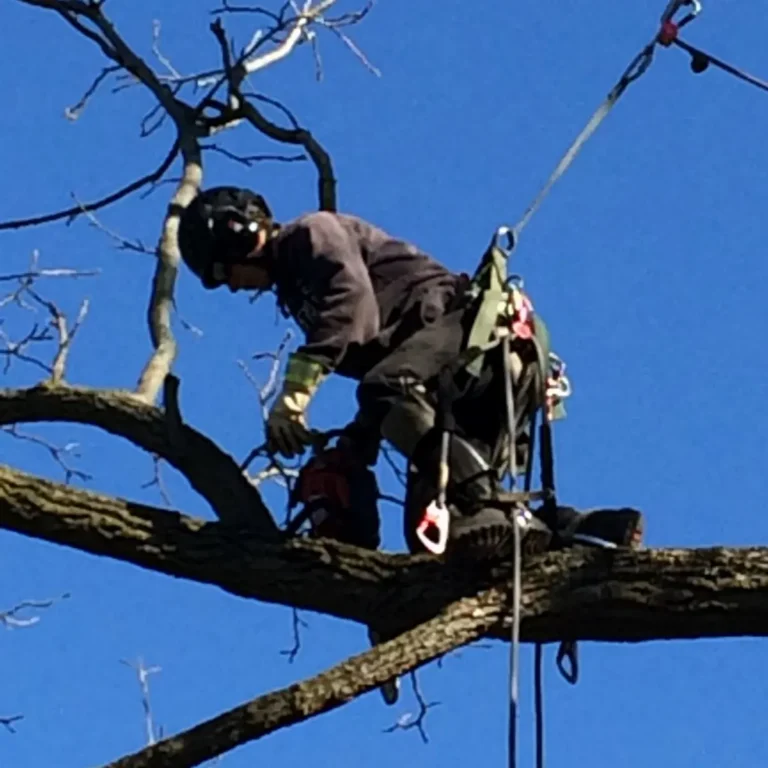 A climber secured with harness and ropes works among tree branches at height, performing pruning or removal operations against a clear blue sky.