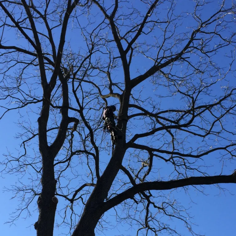 An arborist in a climbing harness and safety equipment operates from a rope secured to the upper branches of a tall tree against a clear blue sky. The bare tree displays extensive branching structure with leafless limbs extending in multiple directions.