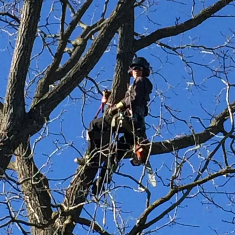 A worker in safety gear secured with climbing ropes prunes the upper branches of a large tree. The tree is leafless with thick branches against a clear blue sky.