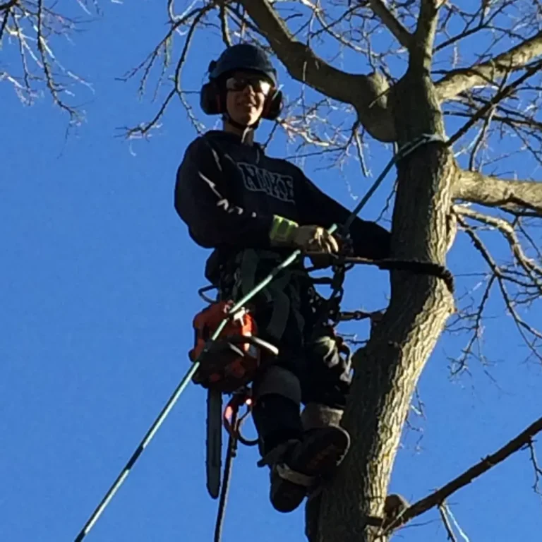 A tree service climber secured by a rope harness operates a chainsaw while working high in a large leafless tree. The worker wears protective equipment including a safety helmet with ear protection and fall protection gear.