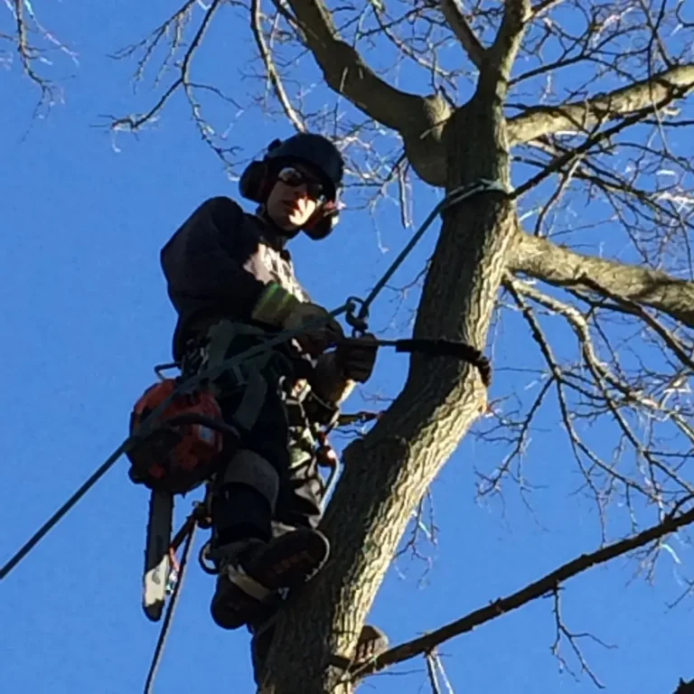 A worker suspended by rope and safety harness operates a chainsaw on a tall bare tree trunk against a clear blue sky.