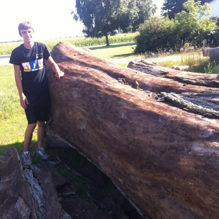 Tree removal work shows felled logs staged in a residential yard, with a crew member standing beside the main trunk section. Additional cut timber and standing trees frame the cleared workspace.
