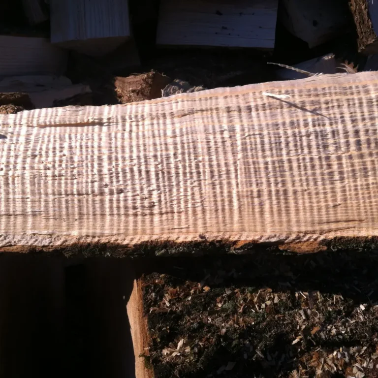 A freshly cut tree trunk displays prominent annual growth rings on its cross-section surface, with wood chips accumulating below from processing or milling operations.