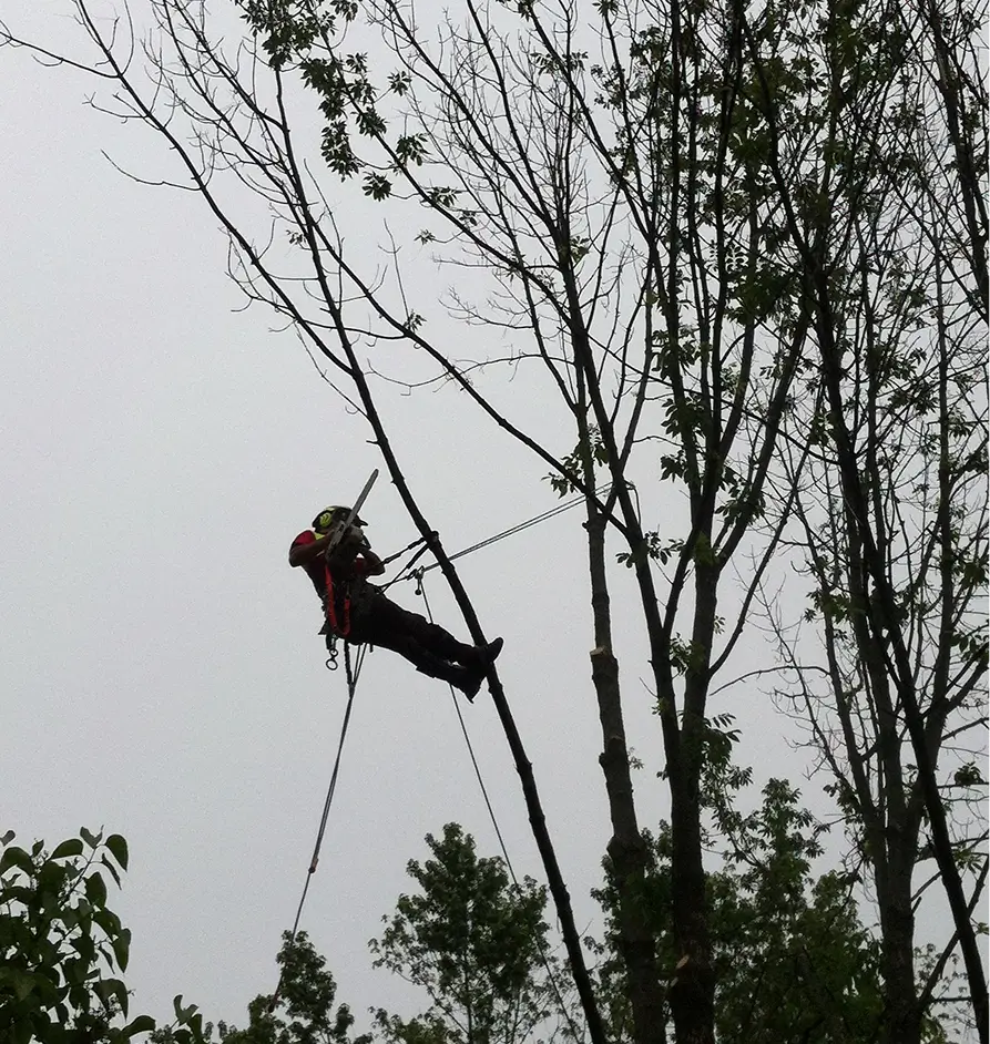 How We Protect Your Property During Tree Service